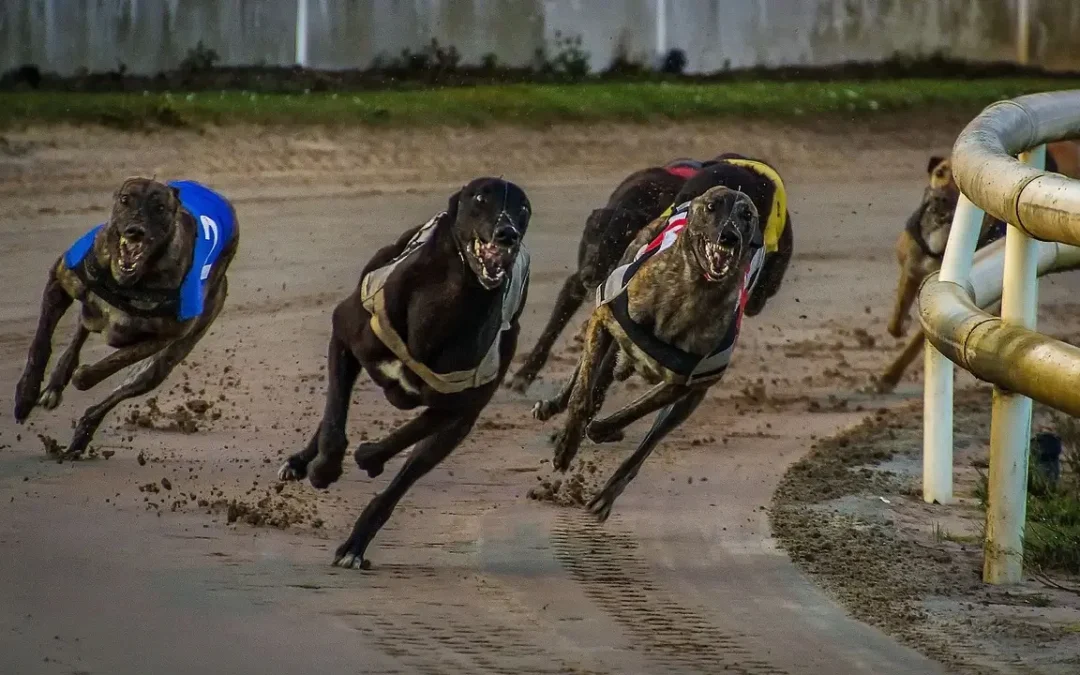 Essential Greyhound Race Betting Tips for Beginners