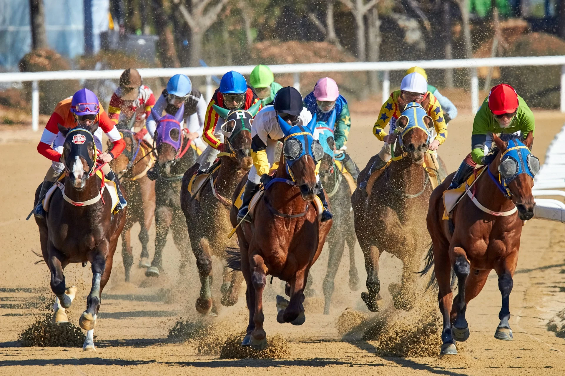 Beginners Guide to Horse Racing at PIWI247